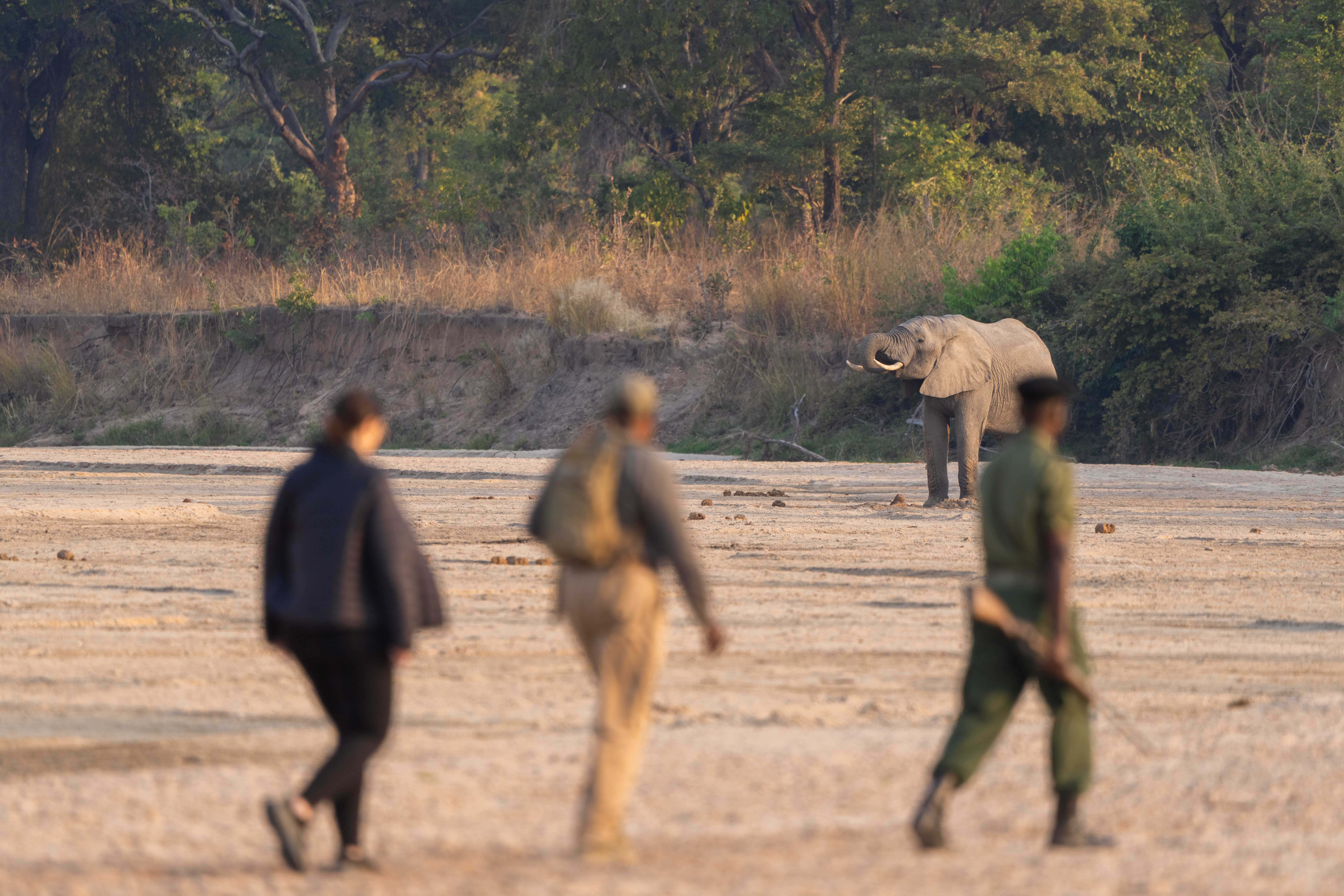 Luxury Zambia Walking Safari